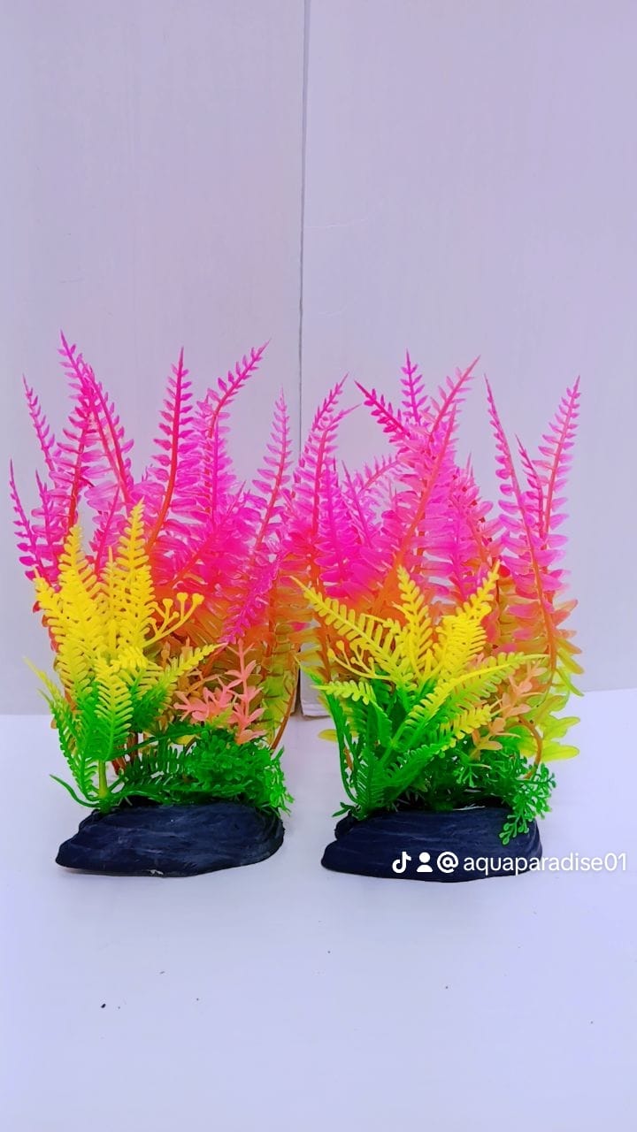 AQUARIUM PLANT