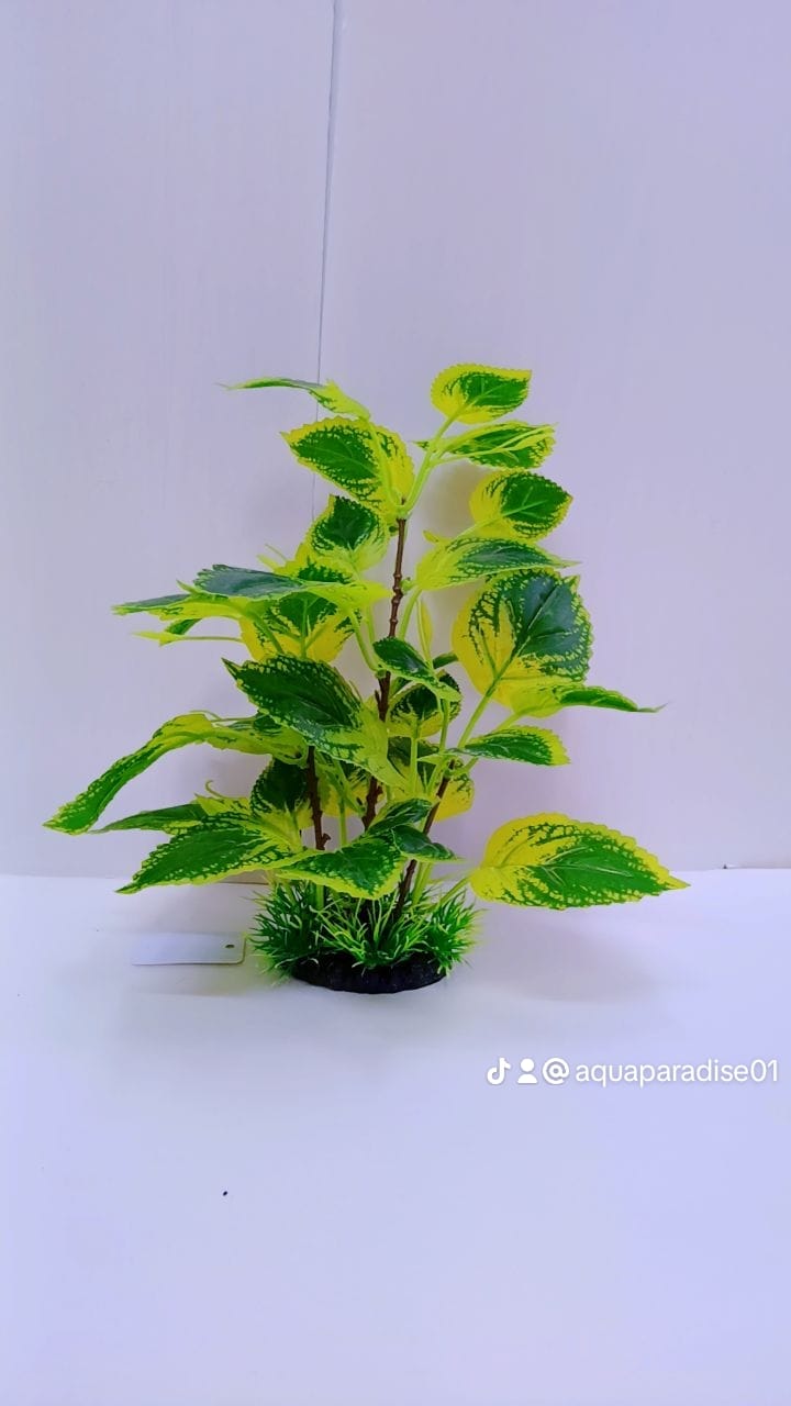 AQUARIUM PLANT