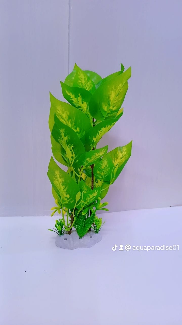 AQUARIUM PLANT