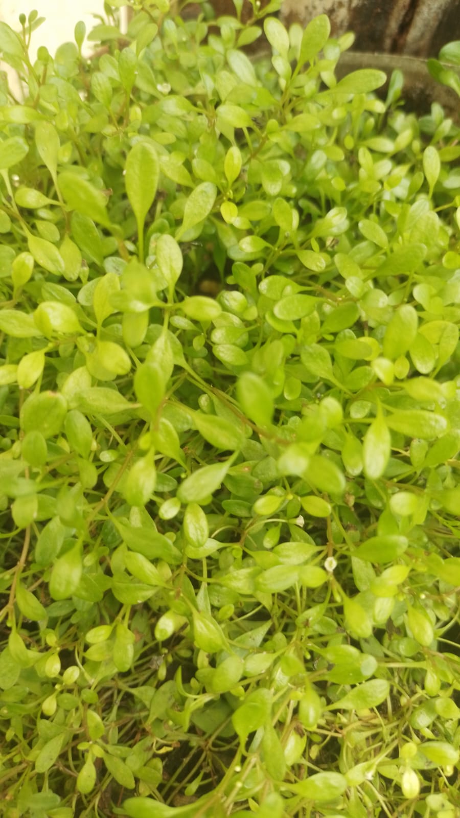 AQUARIUM LIVE PLANTS