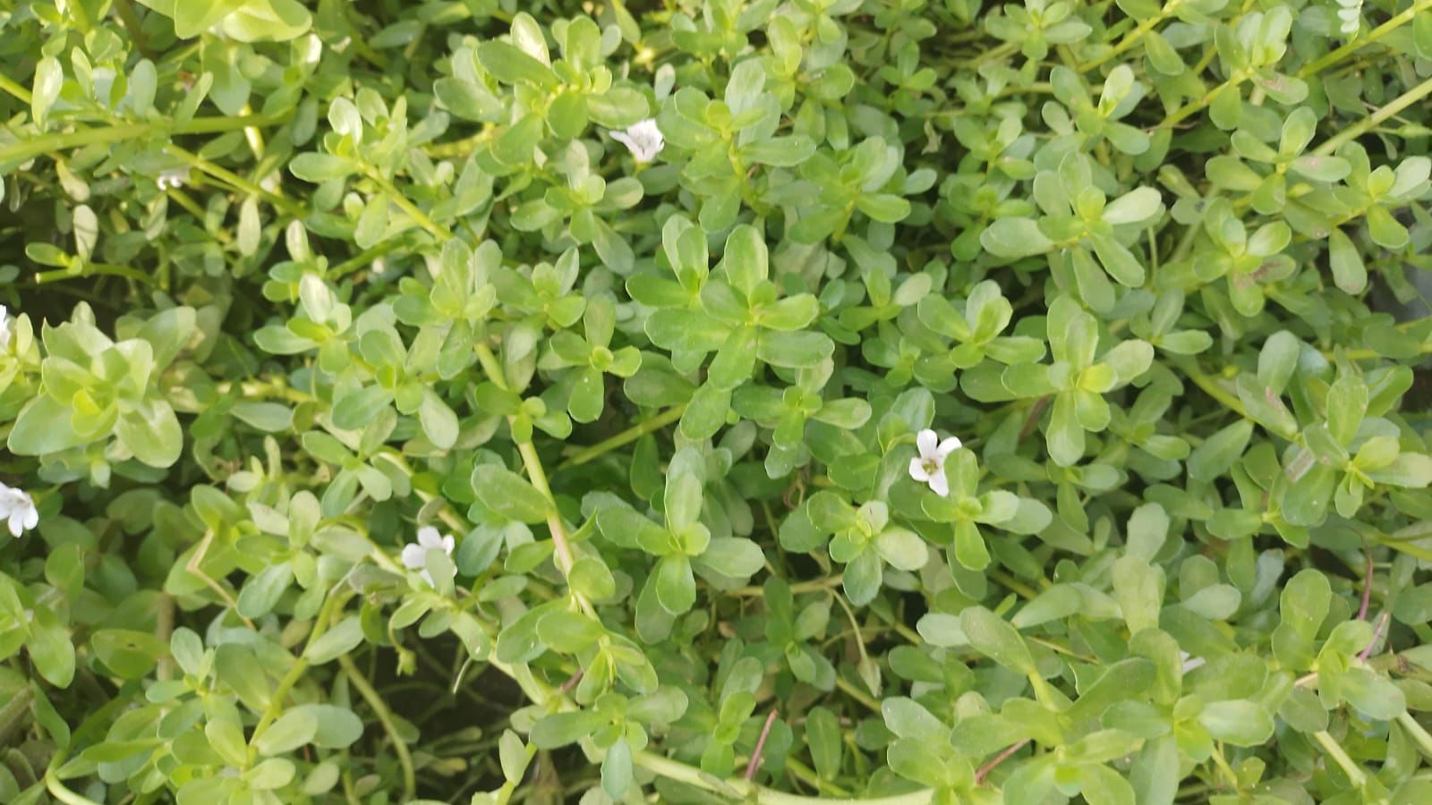 AQUARIUM LIVE PLANTS