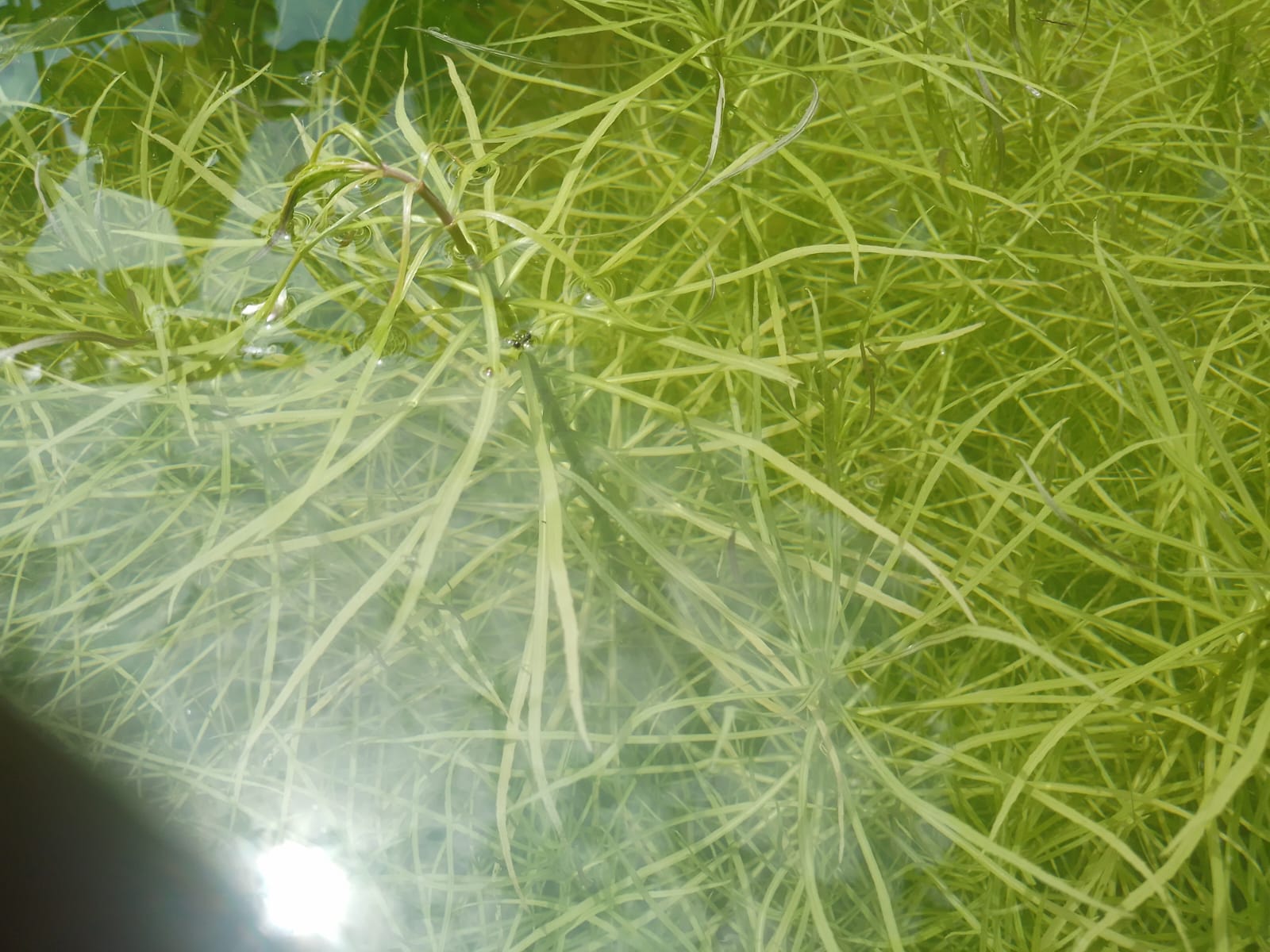 AQUARIUM LIVE PLANTS