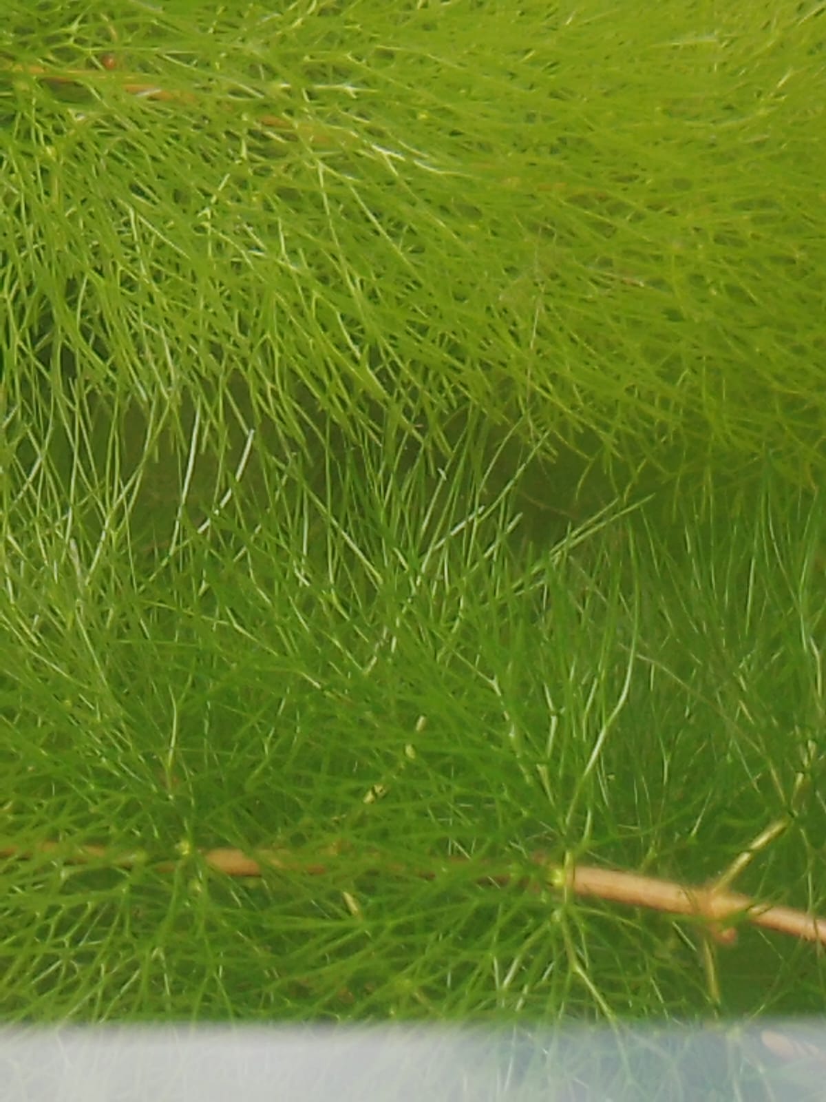 AQUARIUM LIVE PLANTS