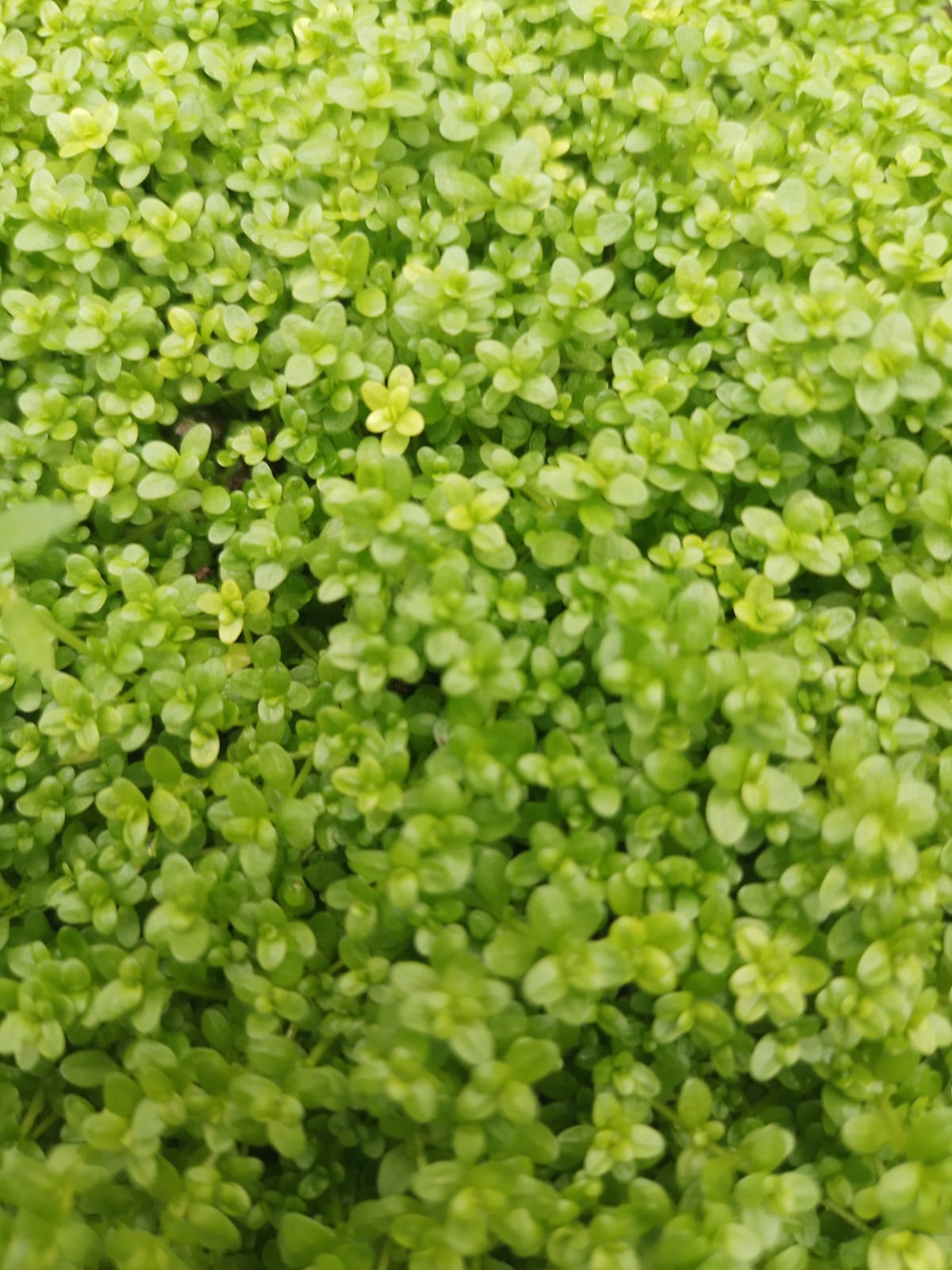 AQUARIUM LIVE PLANTS