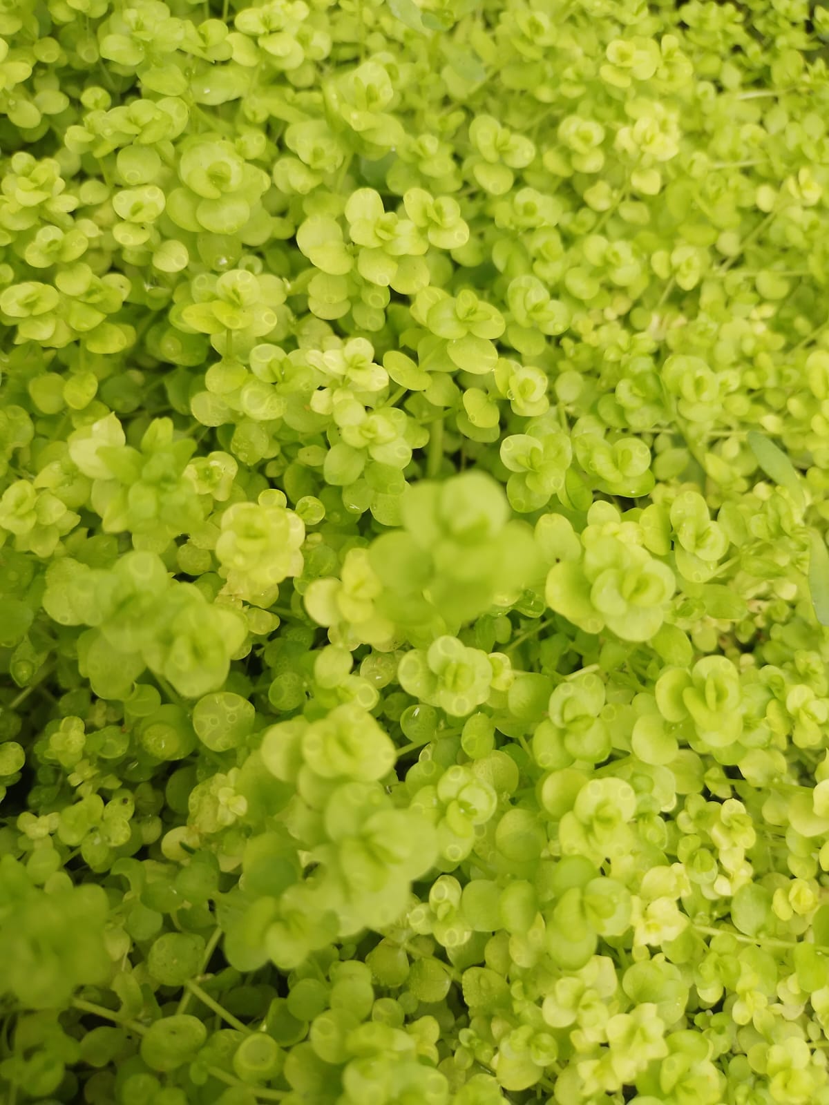 AQUARIUM LIVE PLANTS