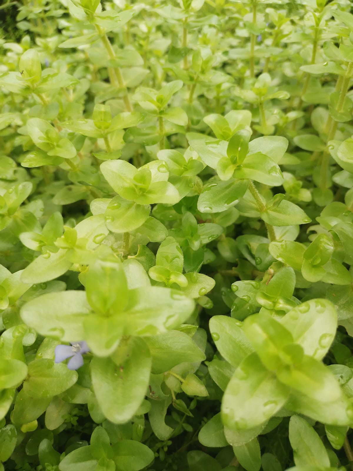 AQUARIUM LIVE PLANTS