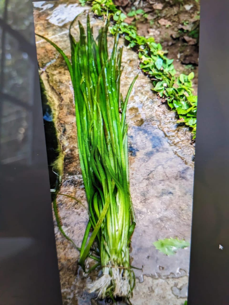 AQUARIUM LIVE PLANTS