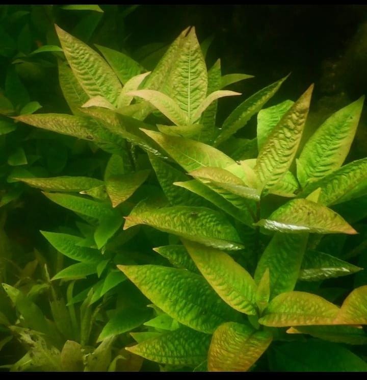 AQUARIUM LIVE PLANTS