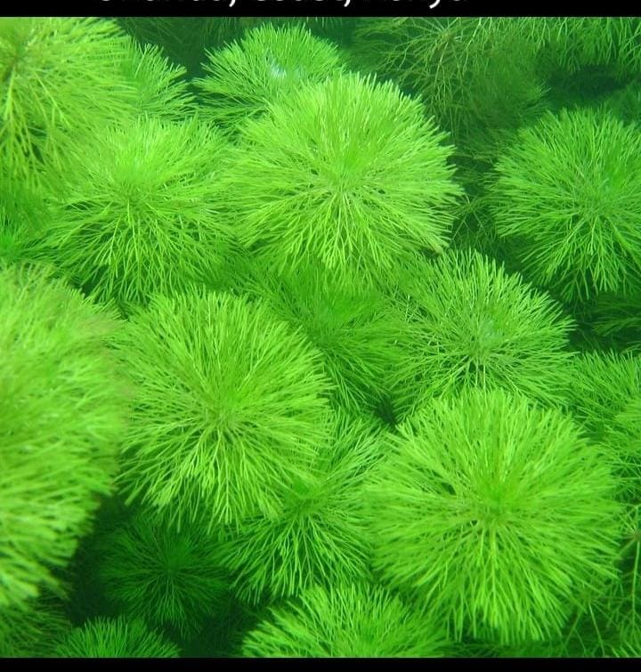 AQUARIUM LIVE PLANTS
