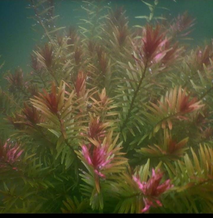 AQUARIUM LIVE PLANTS