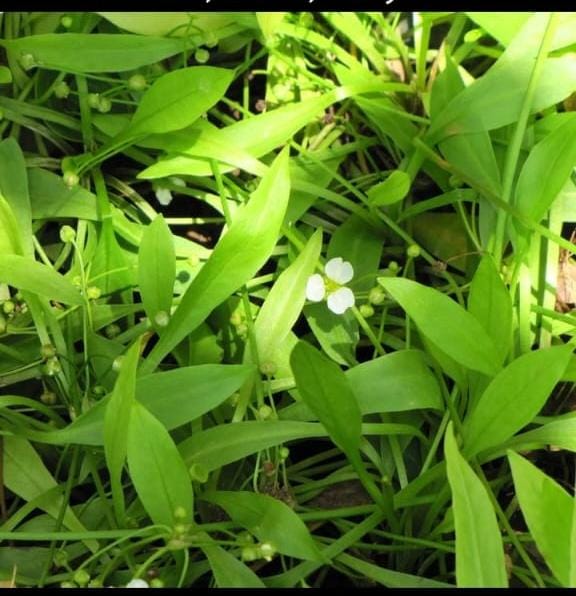 AQUARIUM LIVE PLANTS