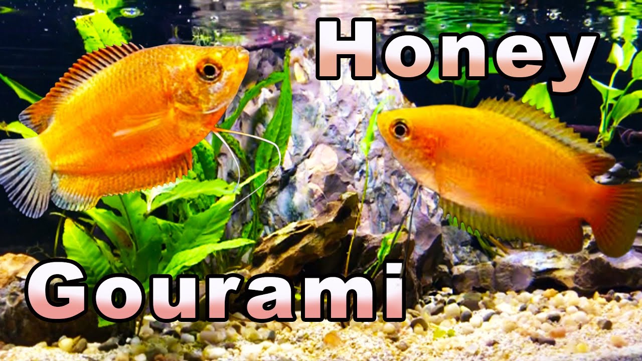 HONEY GOURAMI
